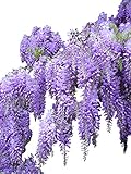 Blauregen Wisteria sinensis 3 Samen (Schöne blühende Kletterpflanze Winterhart)