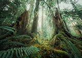 Ravensburger Puzzle Nature Edition 12000292 - Faszinierender Wald - 1000 Teile Puzzle für Erwachsene und Kinder ab 14 Jahren