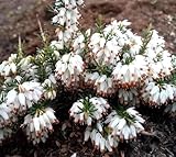 10 Stck. Erica carnea Steffi Winterheide immergrün 10-15 cm weiß