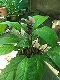 Stk - 1x Knolle Tacca Integrifolia Fledermaus Pflanze Frisch Original R72 keine Samen! - Seeds & Plants Shop by Ipsa