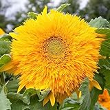 100 gelbe Sonnenblumenkerne