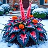 Winterharte mehrjährige Beste Dekoration Seltene Hosta Leicht zu züchten Gärten Geschenk bereit-4zwiebeln-c