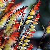 Sternwinde Samen - Mina lobata - schnellwachsende kletterpflanzen schmetterlingswiese saatgut alte sorten seltene pflanzen sommerblumen blumenwiese samen garten geschenke für frauen 15pcs