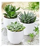 BALDUR Garten Sukkulenten 3er-Mix,3 Pflanzen, exotische Zimmerpflanzen, Grünpflanzen, mehrjährig - frostfrei halten, pflegeleicht, Wasserbedarf gering