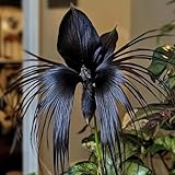 Fledermausblume Samen (Tacca chantrieri)- garten geschenk-SchöNe Topfpflanze pflanzen garten-ausgefallene geschenke zimmerpflanzen-langer Blütezeit für eine geschenke für 100pcs