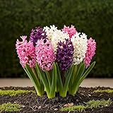 Exotenherz Blumenzwiebel - Hyazinthe Hyacinth Pastel Mix (10 Stück) Durchmesser 14-15cm