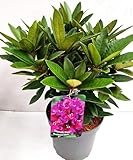 Alpenrose Rhododendron Dramatic Dark -R- 30-40 cm breit im 5 Liter Pflanzcontainer