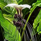 fledermausblume, balkon schattenpflanzen frühlingsblume, gartenblumen kräuterpflanzen schnittblumen 200samen