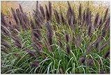 3 x Pennisetum alopecuroides 'Black Beauty' im 1 Liter Topf (Ziergras/Gräser/Winterhart/Mehrjährig/Staude/Stauden) Schwarzes Lampenputzergras - Filigrane Halme in edlem Schwarz - von Stauden Gänge