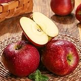 apfelbaum samen, obst samen plant winterharte stauden mehrjährig pflanzen samen indoor stauden winterhart mehrjährig samen alte sorten baumsamen exotische früchte bonsai baum 800pcs