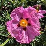 zistrose, stauden winterhart mehrjährig bodendecker für sonnige plätze gastgeschenk herbstblumen schnittblumen 85samen