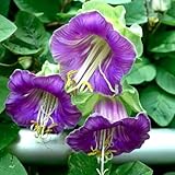 GlockenrebeSamen, balkon Cobaea scandens, balkonpflanzen winterhart mehrjährig steingartenpflanzen winterhart 50pcs