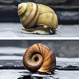 Natürlicher Laubfresser für Dein Gartenteich/Laubfrei Teich, Teichbecken I 5X Sumpfdeckeschnecke und 5X Teichposthorn