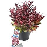 Leucothoe axilaris 'Zeblid’-Traubenheide kleiner winterharter immergrüner Strauch, Topfgröße 17cm