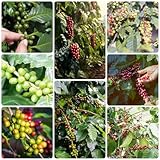 450 pcs kaffeebohnen set samen - kräutergarten küche zimmerpflanze kaffee bohnen Kaffeepflanze, küchenkräuter vegetable seeds bohnenkraut pflanze gemüsepflanzen jungpflanzen winterharte