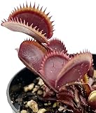Fangblatt - Dionaea Muscipula 'Red Piranha' - rote Venusfliegenfalle - blühfähig im 9 cm Rundtopf - fleischfressende Pflanze