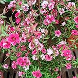 manuka - manukasamen zimmerpflanzen winterharte topfpflanzen frühlingsblumen 300pcs