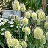 ZiergrasSamen - geschenke für gartenliebhaber gartenpflanzen winterhart bio ziergräser deko steingartenpflanzen schmetterlingswiese 400pcs