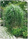 1 x Miscanthus x giganteus im 1 Liter Topf (Ziergras/Gräser/Winterhart/Mehrjährig/Staude) Riesenchinaschilf/Elefantengras - Ein Riese, der Ihren Garten belebt - top für Hecke - von Stauden Gänge