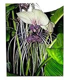 Weiße Fledermausblume'White-Bat-Flower' - Tacca integrifolia *10 Samen* Teufelsblume