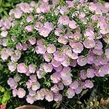 nachtkerze garten dekopflanzen gartensamen topfpflanzen winterhart exotische stauden winterhart mehrjährig, balkon 120samen