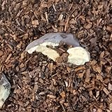 Florentiner Honeybush Tee Naturideen® 100g