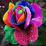 100 Stück Rosensamen, Blumensamen für Garten und Balkon, Rosen Pflanzen Samen, Garten Blumen, Ideale Garten Pflanzen, Balkon Pflanzen (Regenbogen)