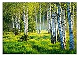 Vlies Fototapete Birkenwald Wald Birken Sonne Natur 3D EFFEKT inklusive Kleister Wohnzimmer Schlafzimmer Wandtapete Tapete UV-Beständig Montagefertig (368 x 254 cm - 4 Bahnen)