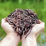 1,000 Stk. Kompostwürmer (500g) | Regenwürmer Eisenia, kompostieren Sie Ihren organischen Abfall - Für Vermicomposter/Komposter/Garten