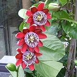 passionsblume, kletterpflanzen winterhart garten herbstblumen geschenke für gartenliebhaber 65samen