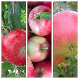 Trio Familienbaum Kinderapfelbaum mit den Sorten Roter Gravensteiner - Nela (S) - Rubinola (S) 7,5 Liter Topf M7