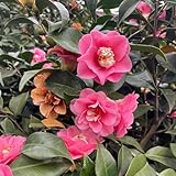 kamelie winterhart samen - kamelien - winterharte pflanzen für garten, hecken sträucher topfpflanzen draußen winterhart, minigarten winterharte kübelpflanzen, deko blumen schnell 100pcs