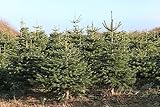 100 Samen Nordmanntanne, Abies nordmanniana, Weihnachtsbaum Samen