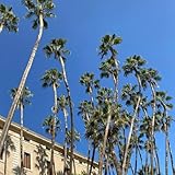 Palmensamen Winterhart, bonsai seltene exotische gartenarbeit geschenk gartenkräuter palmen für draußen gartenpflanzen outdoor 5pcs