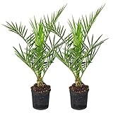 Bloomique - 2er Set - Phoenix Canariensis - Kanarische Dattelpalme - Palme - Balkonpflanzen Winterhart - Höhe 50-70 cm - Topf 15 cm