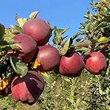 Apfelbaum, Apfel nachhaltige geschenke alte sorten balkon obstbäume kaufen gartendeko 400Samen