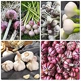 knoblauch bio - winterhart winterknoblauch garten mehrjährig balkon 85samen