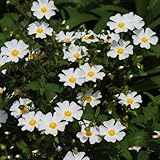 zistrose, stauden winterhart mehrjährig blühende bodendecker schnittblumen 35samen