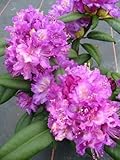 Rhododendron Alfred 50-60 cm hoch mit Ballen