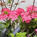 rhododendron pflanze samen winterharte pflanzen für garten, blumendeko azalee bonsai samen schattenpflanzen, frühlingsblume, sträucher deko balkonpflanzen winterhart, wiesensaatgut 150pcs