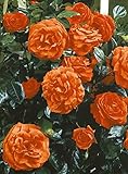'Maintower' -R-, Kletterrose in A-Qualität Wurzelware