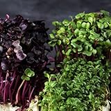 sprossensamen bio winterharte für garten, luftreinigende zimmerpflanzen, kräuterpflanzen radieschen 650samen