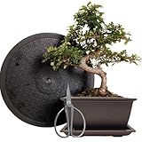 Anfänger Bonsai-Set Ulme - 4 teilig - ca. 30cm hoher Ulmen-Bonsai, 1 Schere, 1 Untersetzer, 1 Arbeitsdrehteller mit 25 cm Durchmesser