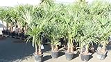 gruenwaren jakubik Trachycarpus fortunei 130-150 cm Palme Hanfpalme, winterhart bis -18°C