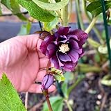 christrose christrosen - hochbeet christrosensamen, winterharte blumenwiese 300pcs