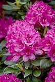 Rhododendron 'Nova Zembla' 40-50 cm – Winterhart, Immergrün, Mehrjährig – Alpenrose – Zierstrauch für Garten & Kübel