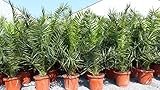 gruenwaren jakubik Palme XXL 160-180 cm Phoenix canariensis, kanarische Dattelpalme, winterhart