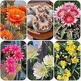 kakteen kaktus samen, sukkulenten samen topfpflanzen draußen winterhart pflanzen für sonnige plätze, garten blumen gartendeko für draußen, balkonpflanzen sukkulenten winterhart, 60pcs