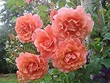 'Schloß Bad Homburg' (R), Duft-Kletterrose im 4 L Container