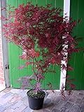Roter Fächer-Ahorn, Höhe: 120-130 cm, Sorte: A. palmatum Atropurpureum + Dünger